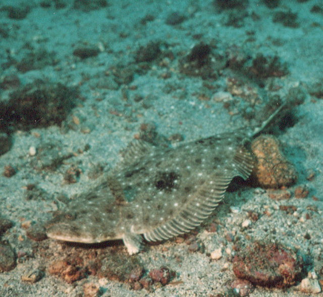 Paralichthys olivaceus